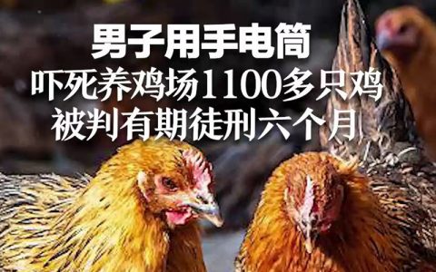 湖南怨男泄愤，手电筒吓死1100多只鸡，获刑6个月