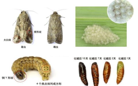 蝎子养殖四种常用饵料虫，以虫养虫效益高