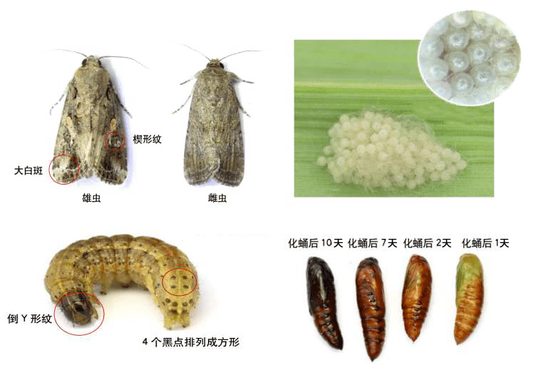 米蛾