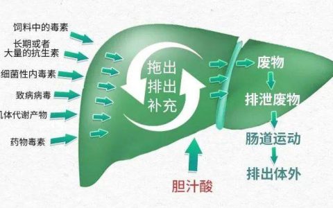 胆汁酸在禽畜、水产养殖中的应用