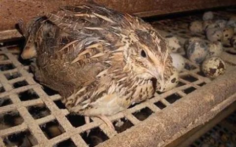 鹌鹑传染性鼻炎症状、诊断和防治三处方
