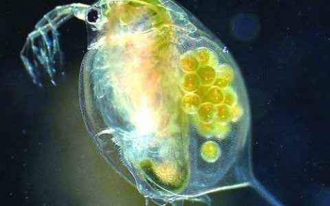 水蚤繁育——鱼虾蟹苗开口料