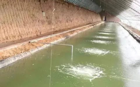 对虾小棚标苗，三个问题：调水色、稳PH值、强活力