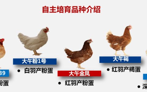粉壳蛋鸡十大品种