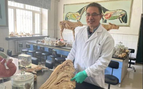 曹允考，东北农业大学副教授，畜禽繁育专家
