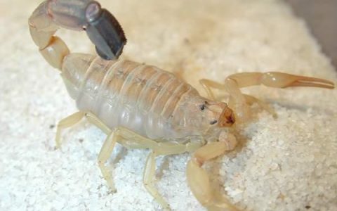 蝎子白斑病的病因、症状和防治