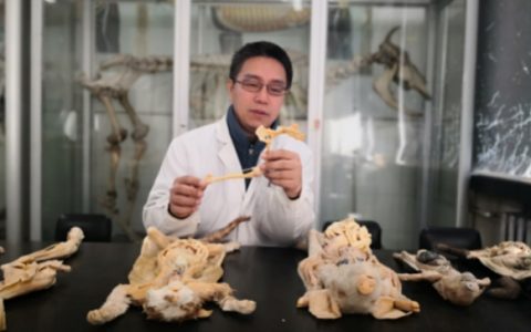 罗继龙，东北农业大学教师，畜禽专家