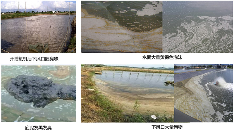 鱼虾塘底质恶化会引发鱼虾各类疾病,那塘底质恶化会有哪些征兆呢?养殖一点通总结出六个特征分享给大家伙。