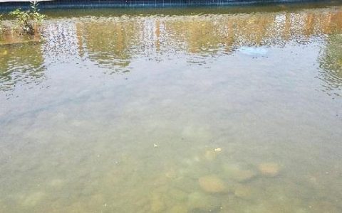 水色辨水质，夏季稳水、稳藻相是关键