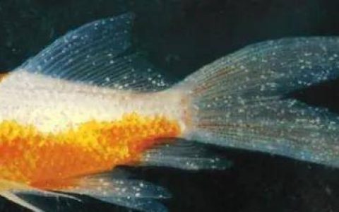 白点病（小瓜虫病）病原、症状、和防治