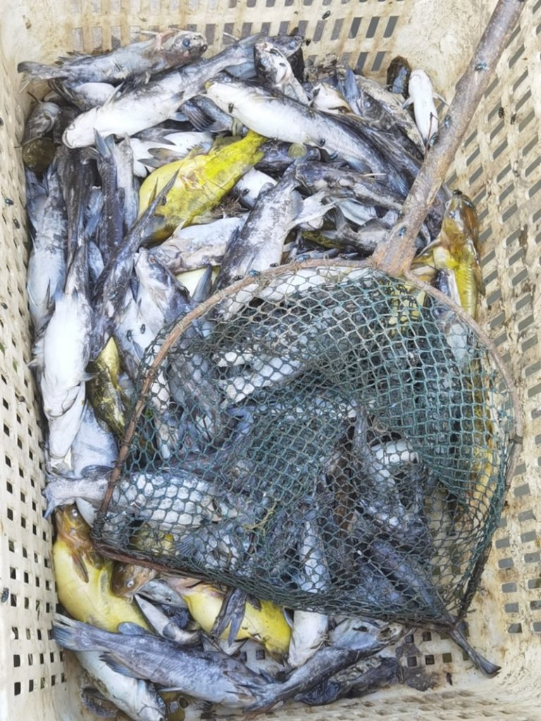 黄颡鱼/黄骨鱼病诊断图例