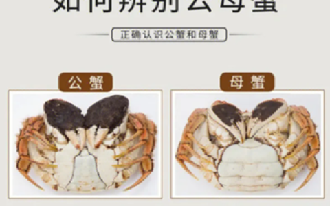 教您1分钟辨识螃蟹公母
