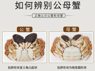 螃蟹公母