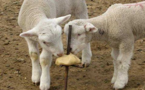 冬季养羊保膘育肥常用六类饲料，因时因地制宜