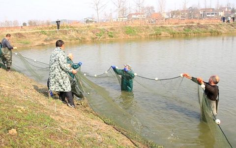 鱼塘越冬期疾病防治和管理要点