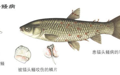 【水产寄生虫】锚头鳋