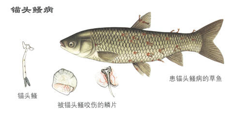 锚头鳋