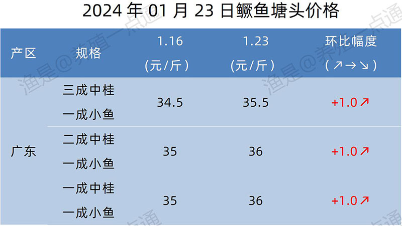 【渔是特约】2024.01.23，鳜鱼、黄颡、加州鲈、江团、生鱼塘头报价