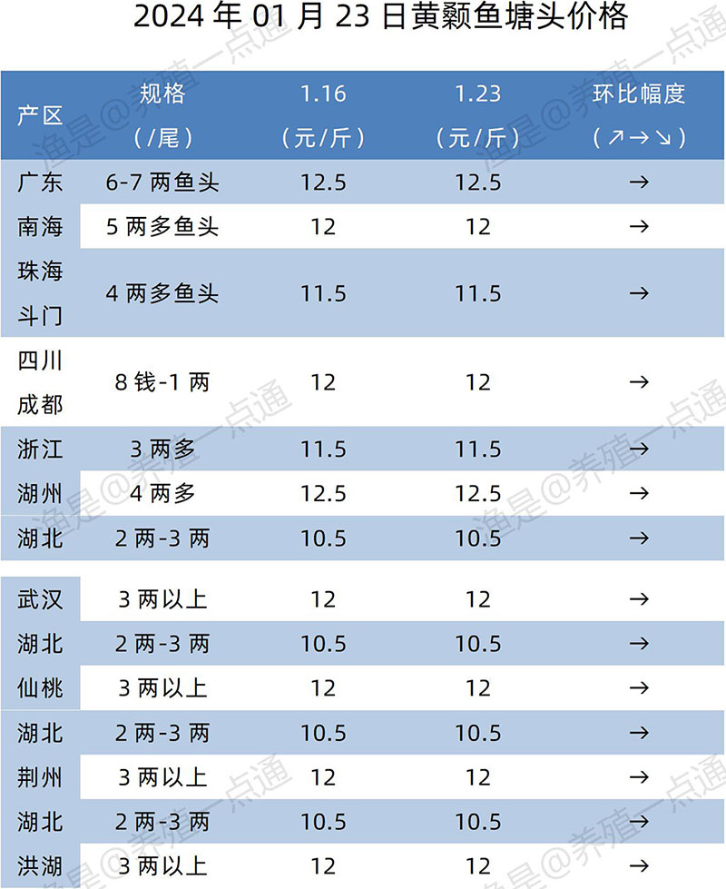 【渔是特约】2024.01.23，鳜鱼、黄颡、加州鲈、江团、生鱼塘头报价