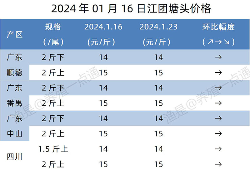 【渔是特约】2024.01.23，鳜鱼、黄颡、加州鲈、江团、生鱼塘头报价