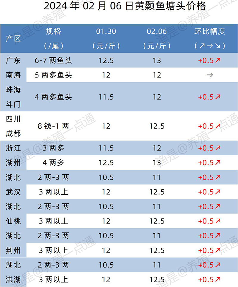 【渔是特约】2024.02.06，鳜鱼、加州鲈、生鱼、黄颡鱼、江团塘头价格