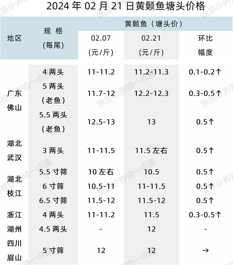 【渔是特约】2024.02.21，草鱼、青鱼、花白鲢、黄颡鱼塘头价格