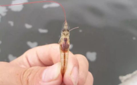 对虾偷死、氨氮亚盐升高、水浑、缺藻怎么办？