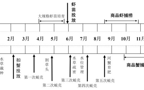 河蟹塘套养罗氏沼虾，成活率、规格提升模式