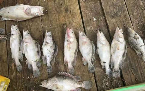 【鳜鱼病毒病】发病急、传染快、死亡率高，望闻问切——诊断最重要