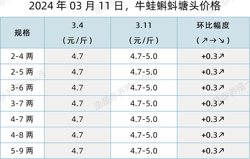 【渔是特约】2024.03.11，对虾、牛蛙、泰蛙、黑斑蛙，塘头价格