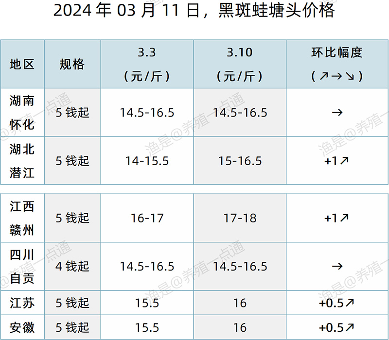 【渔是特约】2024.03.11，对虾、牛蛙、泰蛙、黑斑蛙，塘头价格
