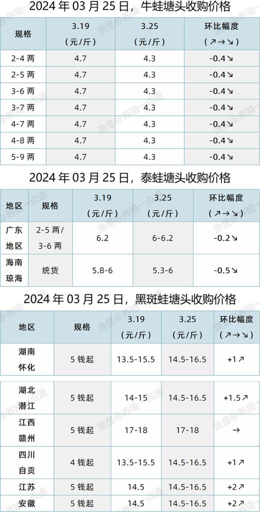 【渔是特约】2024.03.25，牛蛙、泰蛙、黑斑蛙塘头价格
