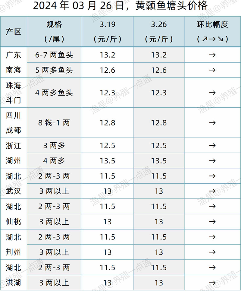 【渔是特约】2024.03.26，鳜鱼、黄颡鱼、加州鲈、生鱼、江团塘头价格