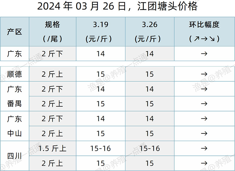 【渔是特约】2024.03.26，鳜鱼、黄颡鱼、加州鲈、生鱼、江团塘头价格