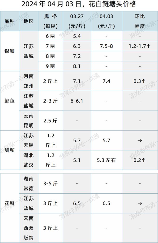 【渔是特约】2024.04.03，草鱼，花白鲢，黄颡鱼塘头价格