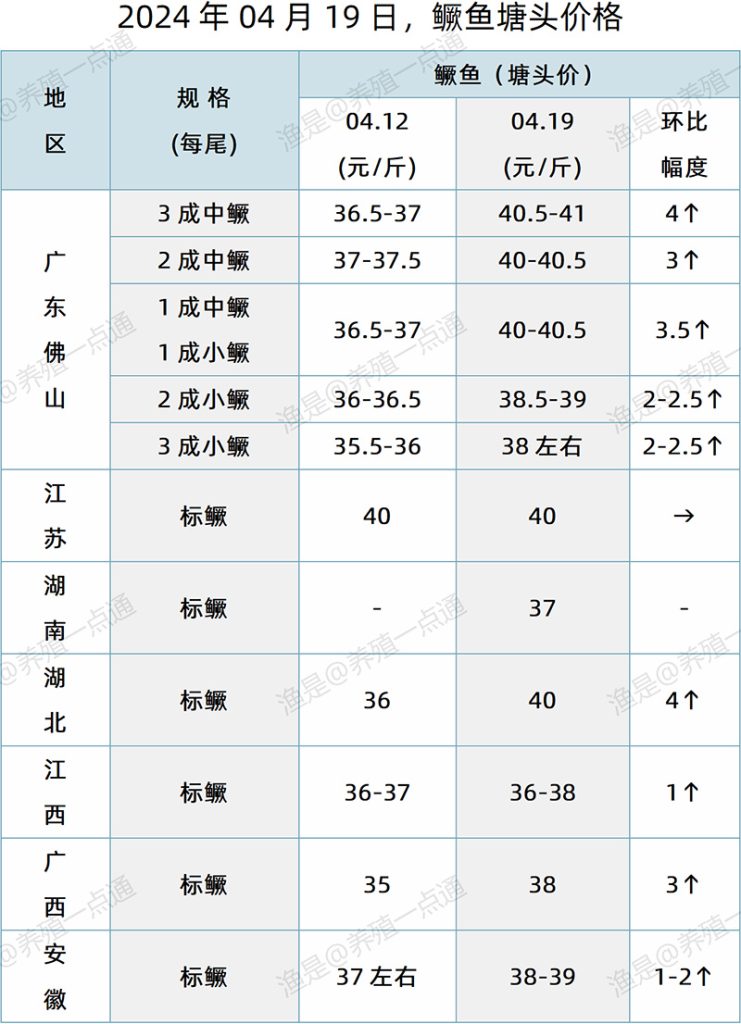 【渔是特约】2024.04.19，鳜鱼、生鱼、石斑鱼塘头价格