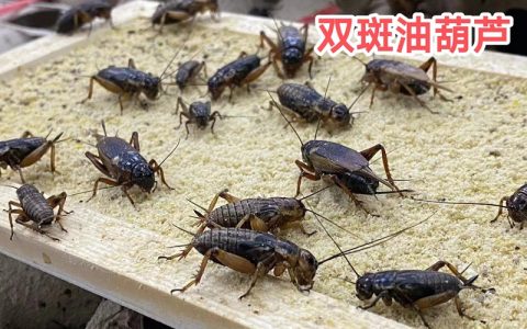 【蟋蟀养殖】蟋蟀养殖技术和管理，成本低、周期短、门槛低