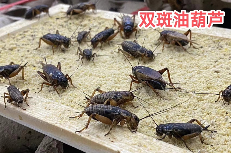 【蟋蟀养殖】蟋蟀养殖技术和管理，成本低、周期短、门槛低