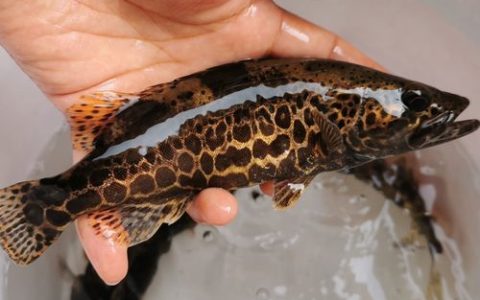 【饲料鳜】细数饲料鳜四大坑，五点建议助您2024相逢好行情！