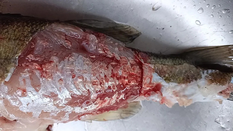 　3月开春后，诺卡氏菌也逐渐进入了爆发期！近段时间，虽说鲈鱼价格有起色，可花身、烂身也随之大幅出现，大多都是由诺卡氏菌引发的。不但治疗难度大，且损耗率高。