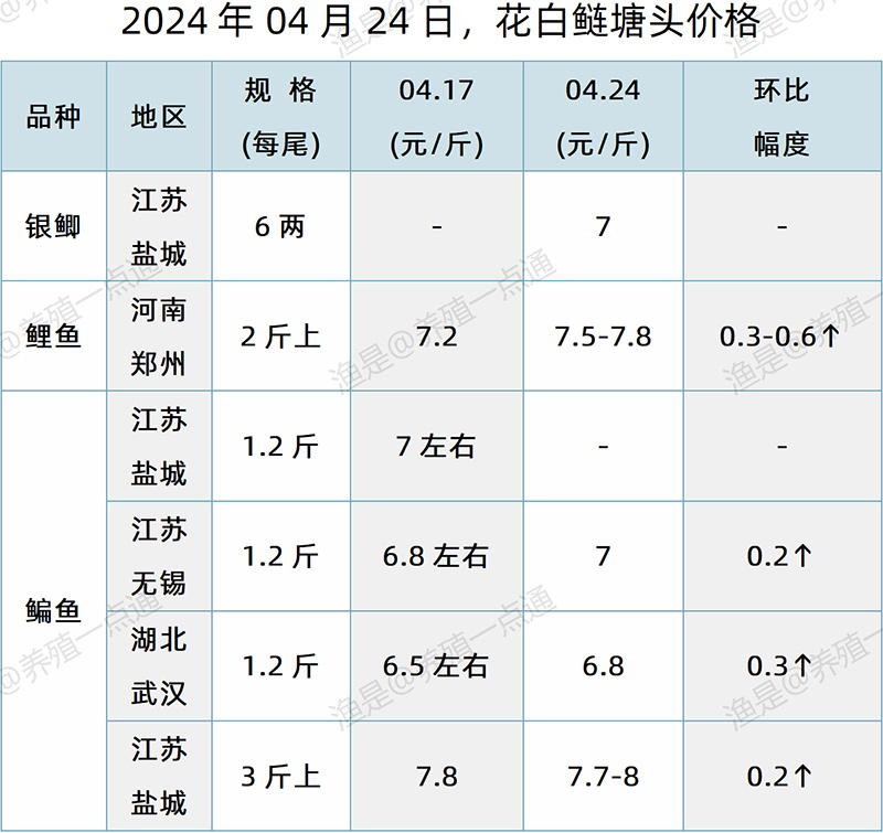 【渔是特约】2024.04.24，花白鲢、黄颡鱼塘头价格