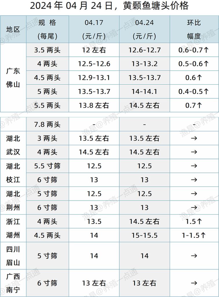 【渔是特约】2024.04.24，花白鲢、黄颡鱼塘头价格