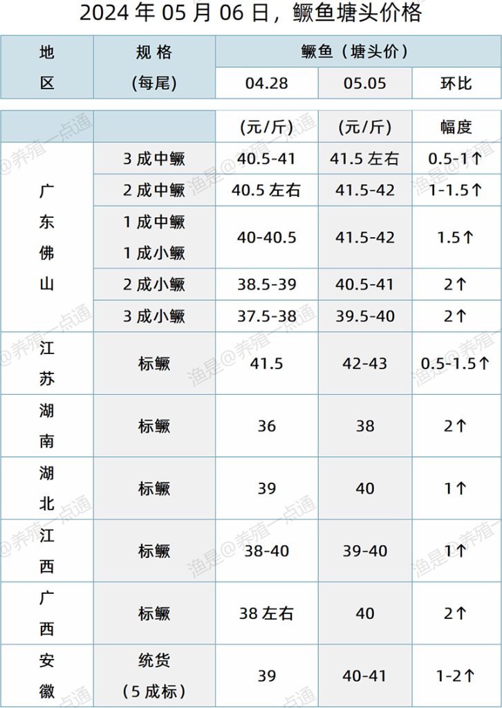 【渔是特约】2024.05.06，加州鲈、鳜鱼、生鱼、石斑鱼、罗非鱼、黄颡鱼、斑点叉尾鮰塘头价格