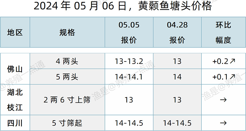 【渔是特约】2024.05.06，加州鲈、鳜鱼、生鱼、石斑鱼、罗非鱼、黄颡鱼、斑点叉尾鮰塘头价格