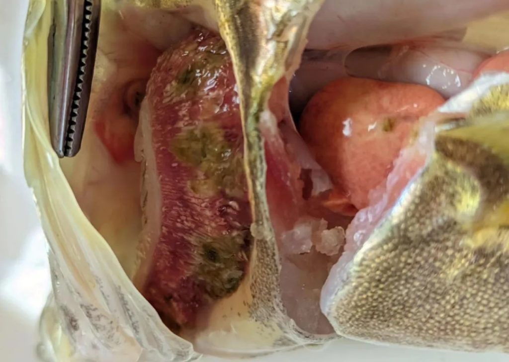 鳜鱼“肤孢子虫”,传统杀虫效果差,以防为主+调水是王道