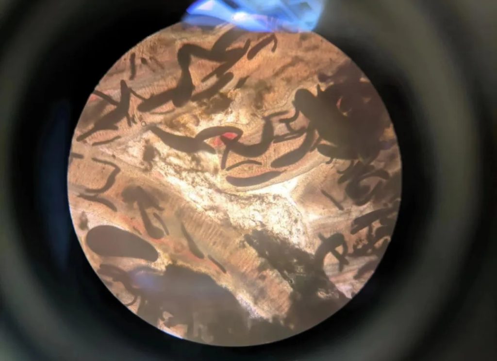 鳜鱼“肤孢子虫”,传统杀虫效果差,以防为主+调水是王道