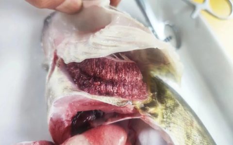 鳜鱼“肤孢子虫”，传统杀虫效果差，以防为主+调水是王道