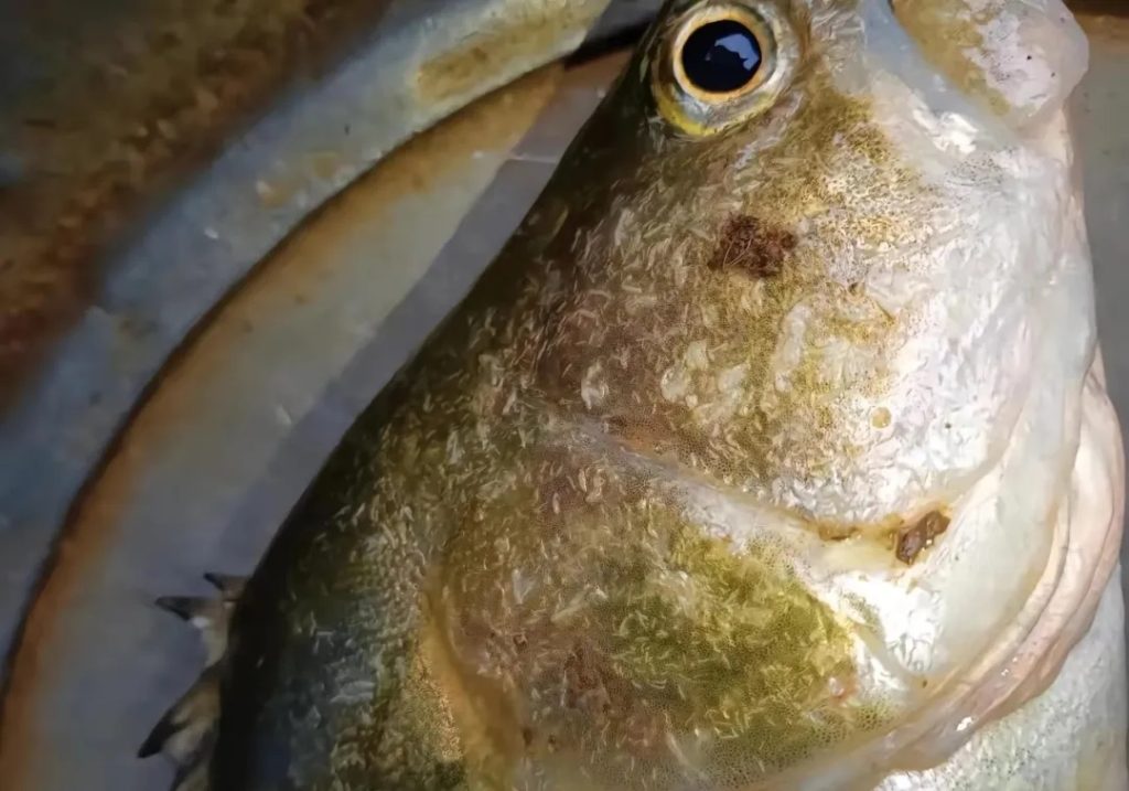 它可在鳜鱼体表形成细小白色不规则包囊,在鳃丝形成大量白色包囊,破坏正常鳃丝结构,引起鱼生理性缺氧,诱发各种疾病。近几年,感染比例越来越高。