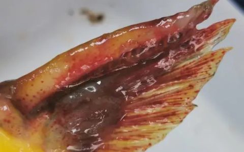 夏季高温，谨防黄颡鱼链球菌，传染性、难治愈