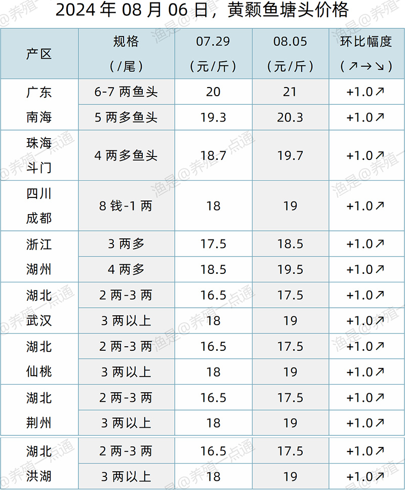【渔是特约】2024.08.06，生鱼、鳜鱼、加州鲈、黄颡鱼、江团塘头价格